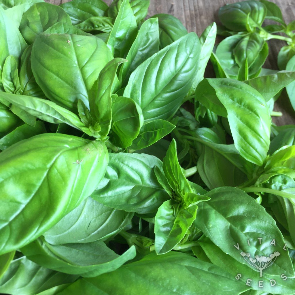 Broighter Gold Rapeseed and Basil Oil 100gm