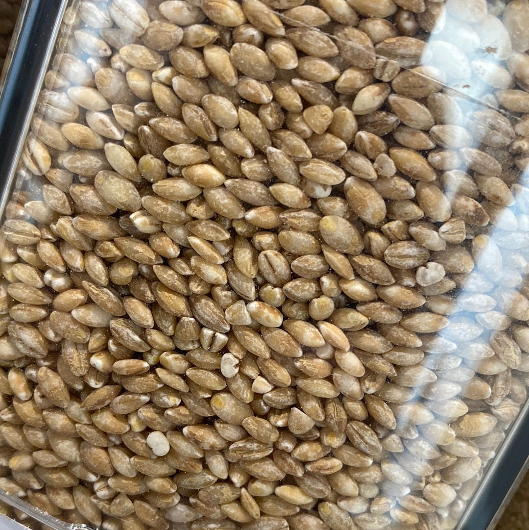 Barley 100g